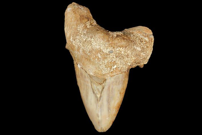 Fossil Shark Tooth (Otodus) - Morocco #103250
